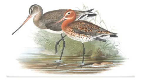 Volume IV, plate 50 of Gould's The Birds of Great Britain: Black-tailed Godwit (Limosa limosa)