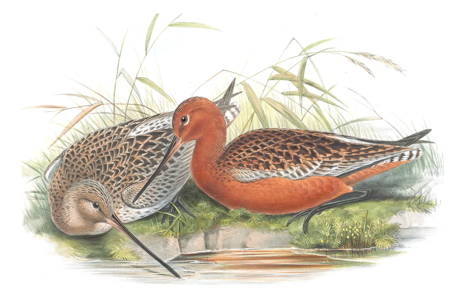 Volume IV, plate 51 of Gould's The Birds of Great Britain: Bar-tailed Godwit (Limosa lapponica)