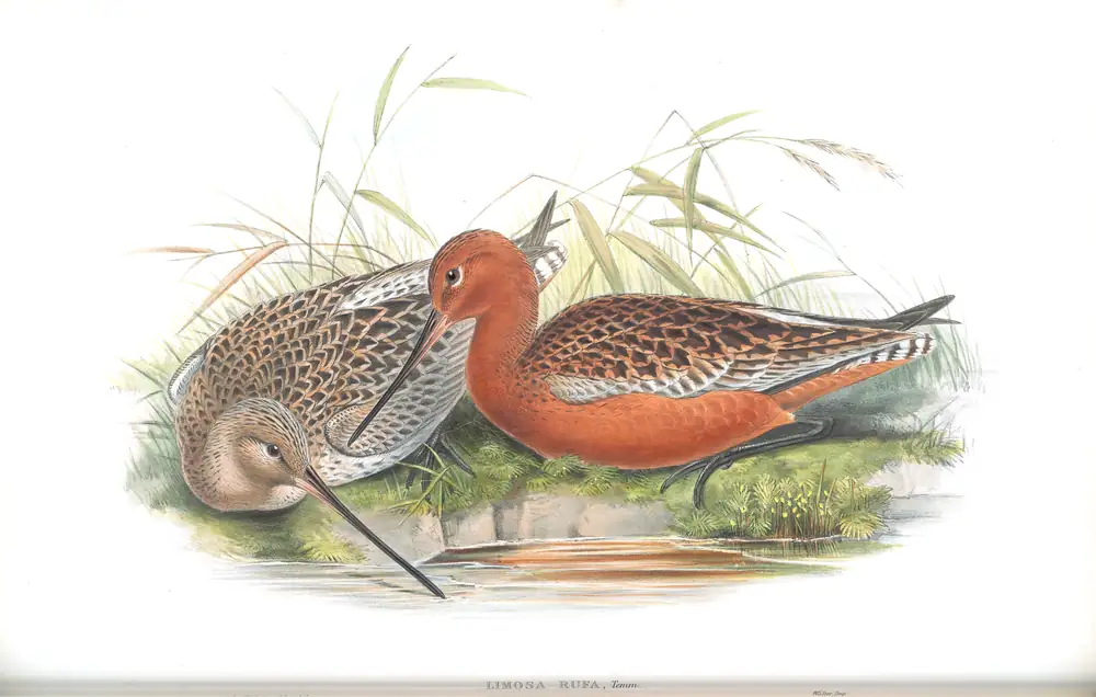 The whole sheet of volume IV, plate 51, with its engraved caption