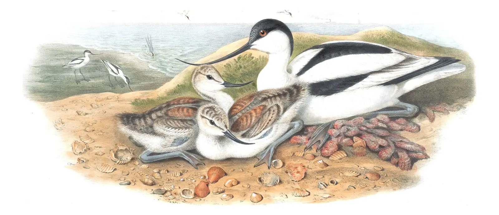 Volume IV, plate 52 of Gould's The Birds of Great Britain: Pied Avocet (Recurvirostra avosetta)