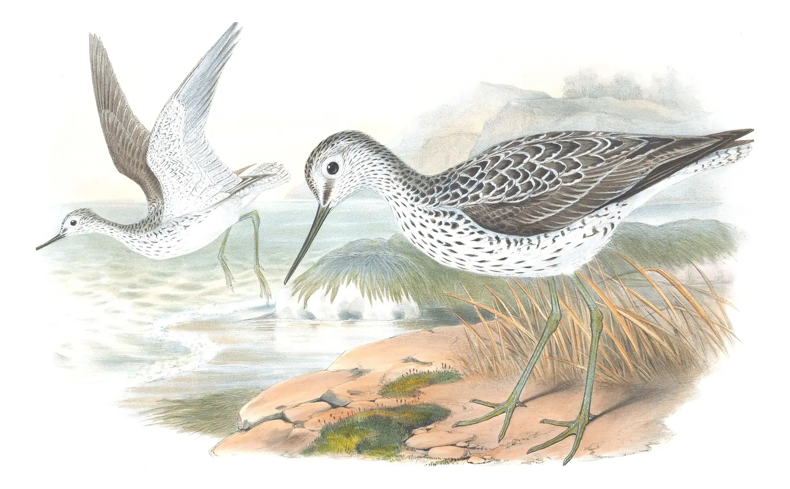 Volume IV, plate 53 of Gould's The Birds of Great Britain: Common Greenshank (Tringa nebularia)