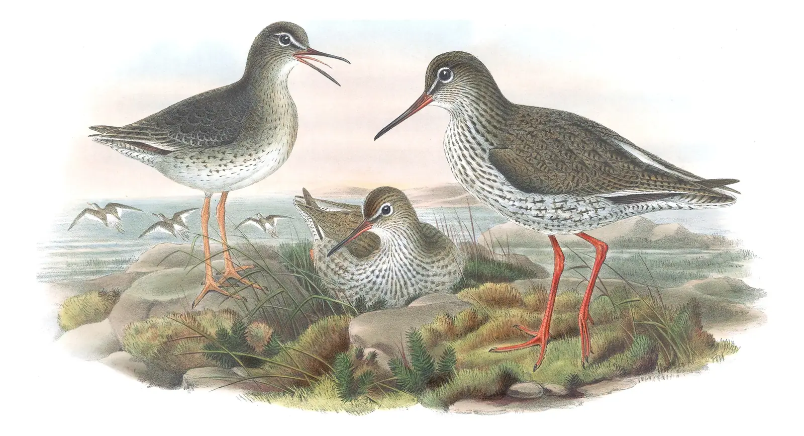 Volume IV, plate 54 of Gould's The Birds of Great Britain: Common Redshank (Tringa totanus)