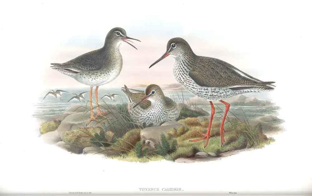 The whole sheet of volume IV, plate 54, with its engraved caption