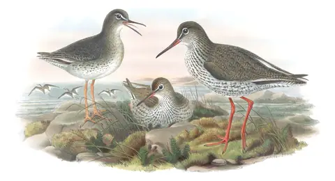 Volume IV, plate 54 of Gould's The Birds of Great Britain: Common Redshank (Tringa totanus)