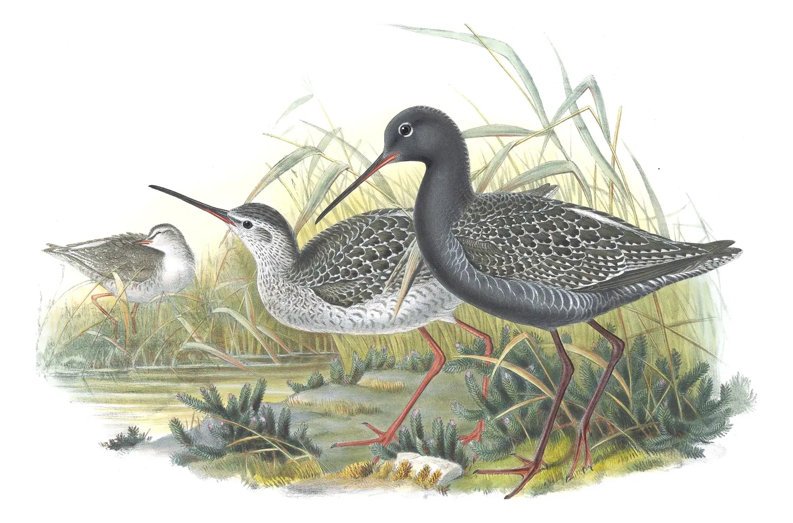 Volume IV, plate 55 of Gould's The Birds of Great Britain: Spotted Redshank (Tringa erythropus)
