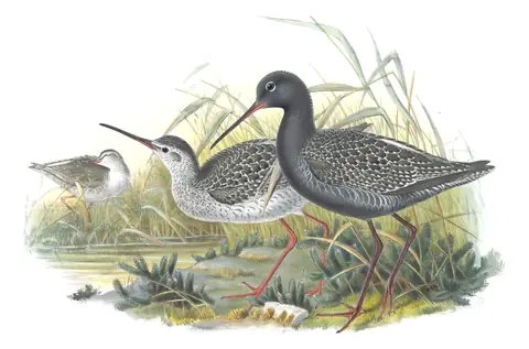 Volume IV, plate 55 of Gould's The Birds of Great Britain: Spotted Redshank (Tringa erythropus)