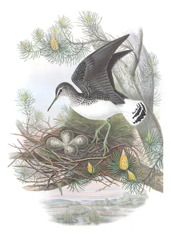 Volume IV, plate 56 of Gould's The Birds of Great Britain: Green Sandpiper (Tringa ochropus)