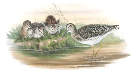 Volume IV, plate 57 of Gould's The Birds of Great Britain: Wood Sandpiper (Tringa glareola)