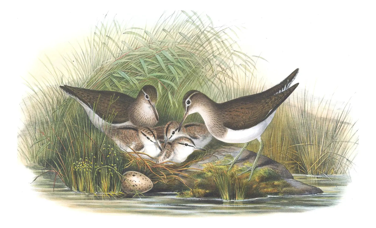 Volume IV, plate 58 of Gould's The Birds of Great Britain: Common Sandpiper (Actitis hypoleucos)