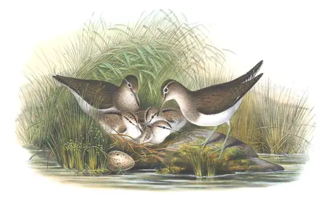 Volume IV, plate 58 of Gould's The Birds of Great Britain: Common Sandpiper (Actitis hypoleucos)