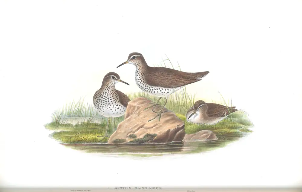 The whole sheet of volume IV, plate 59, with its engraved caption