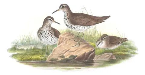 Volume IV, plate 59 of Gould's The Birds of Great Britain: Spotted Sandpiper (Actitis macularius)