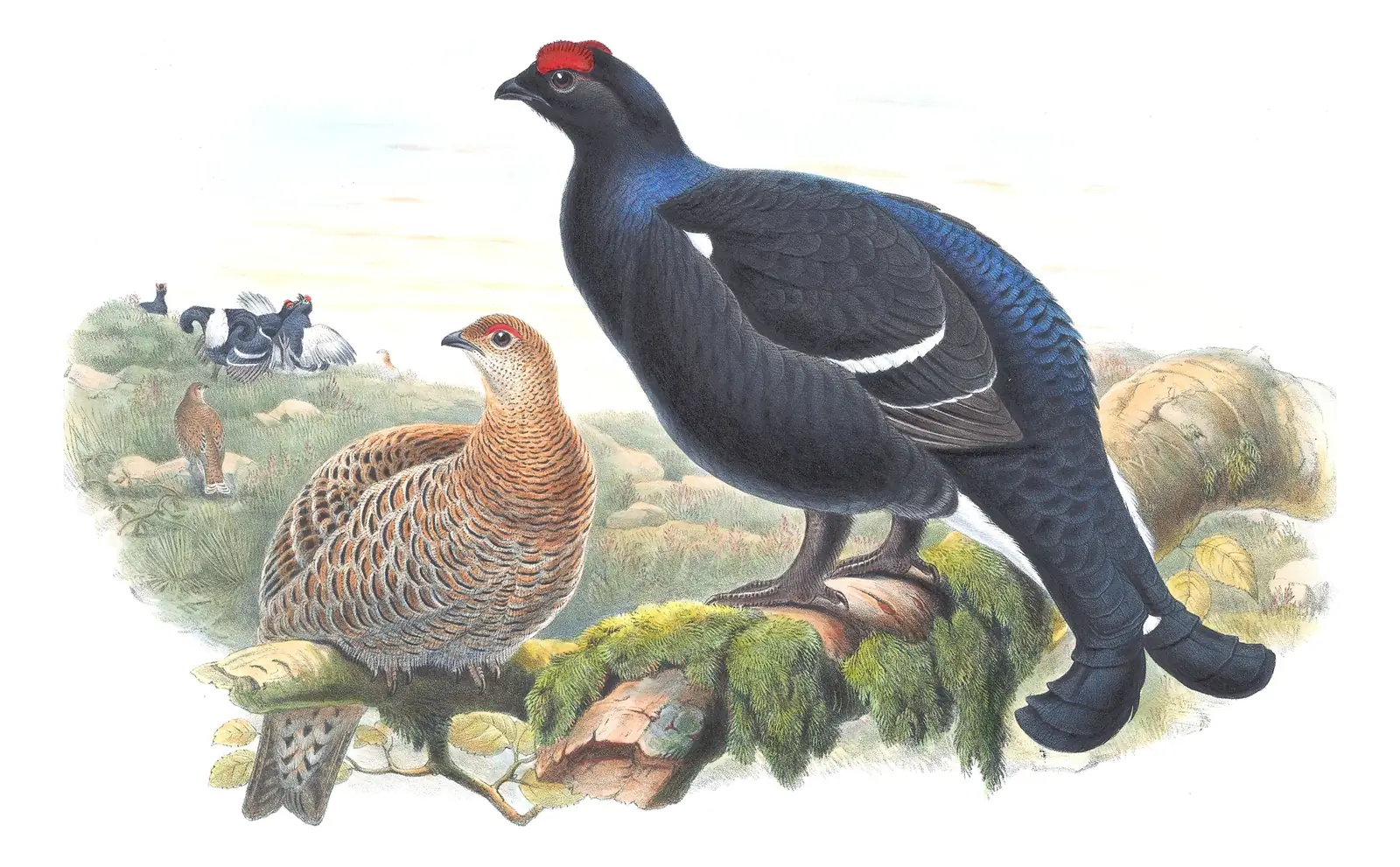 Volume IV, plate 6 of Gould's The Birds of Great Britain: Black Grouse (Lyrurus tetrix)