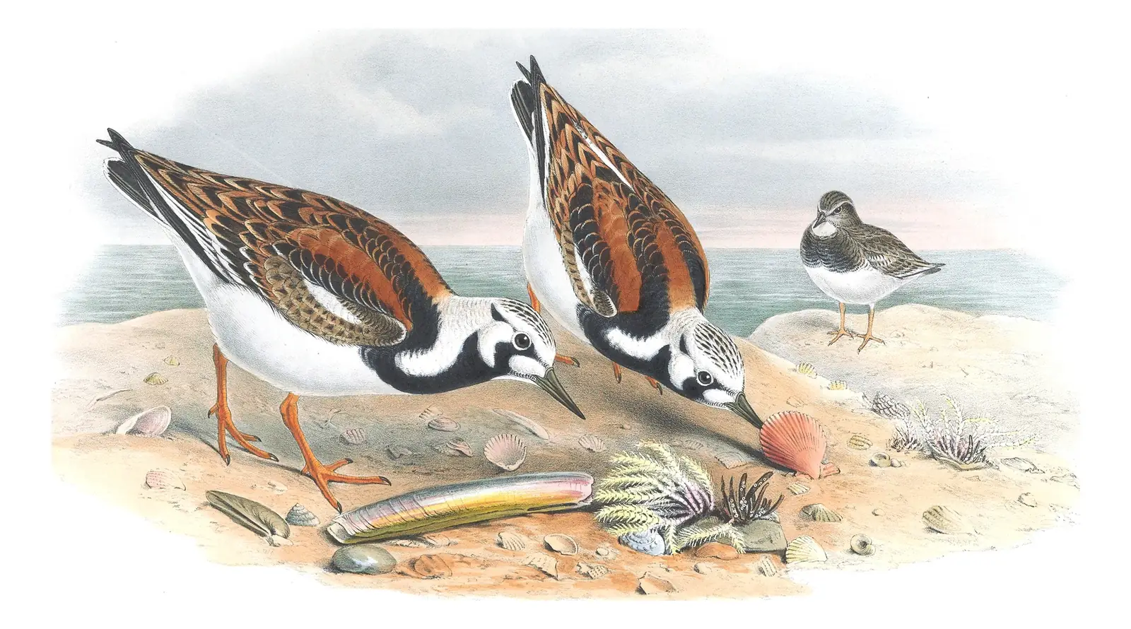 Volume IV, plate 60 of Gould's The Birds of Great Britain: Ruddy Turnstone (Arenaria interpres)