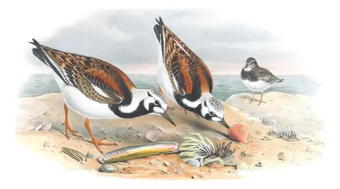 Volume IV, plate 60 of Gould's The Birds of Great Britain: Ruddy Turnstone (Arenaria interpres)
