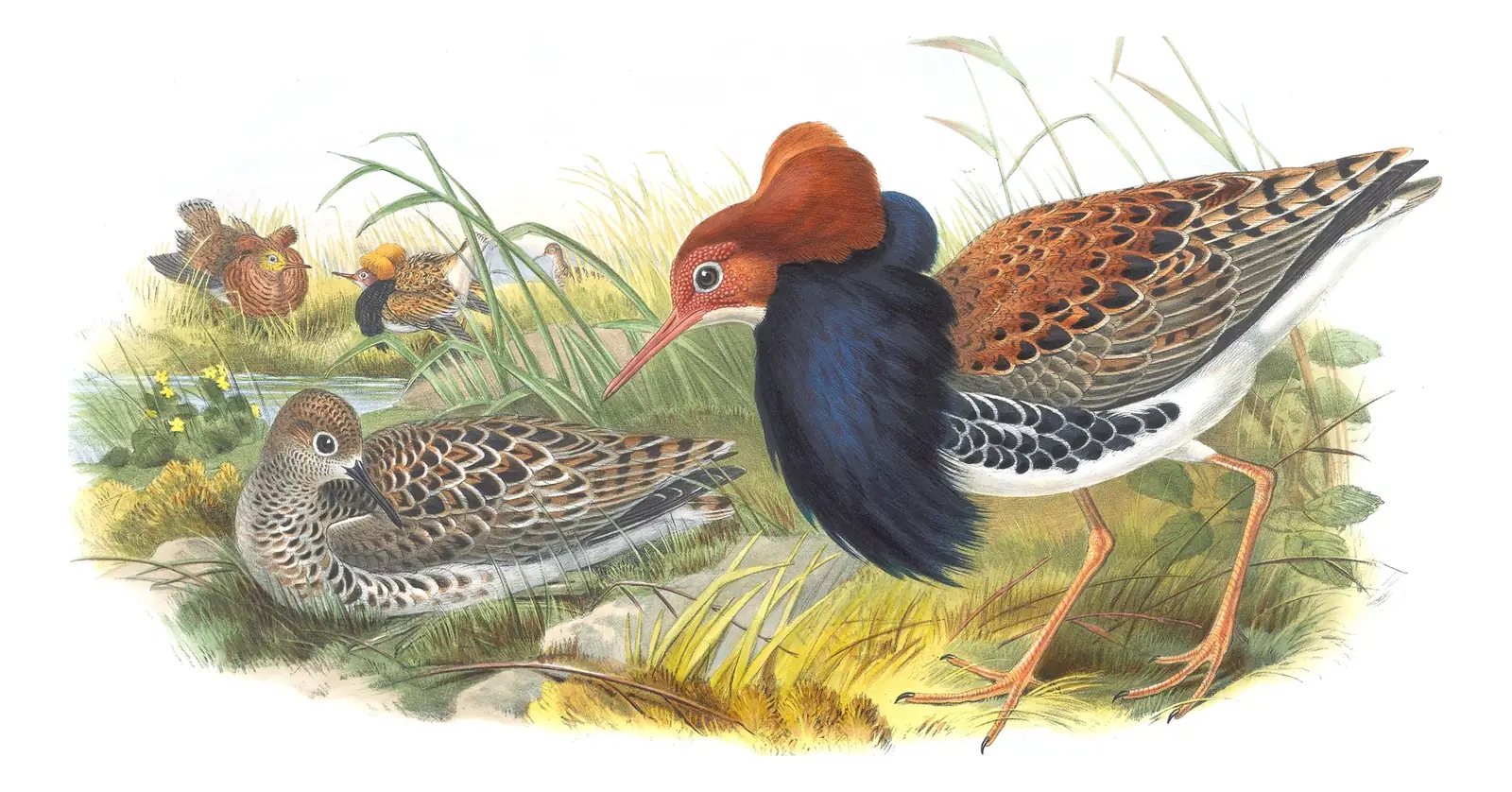 Volume IV, plate 61 of Gould's The Birds of Great Britain: Ruff (Calidris pugnax)