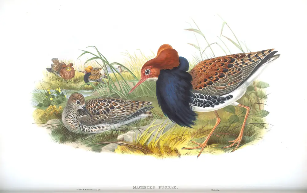 The whole sheet of volume IV, plate 61, with its engraved caption