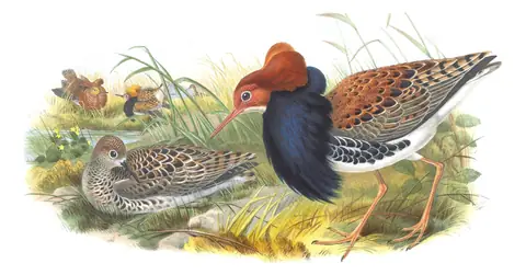 Volume IV, plate 61 of Gould's The Birds of Great Britain: Ruff (Calidris pugnax)