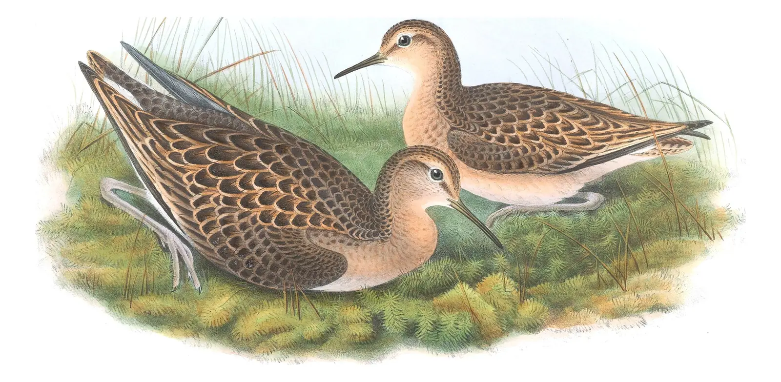 Volume IV, plate 62 of Gould's The Birds of Great Britain: Ruff (Calidris pugnax)