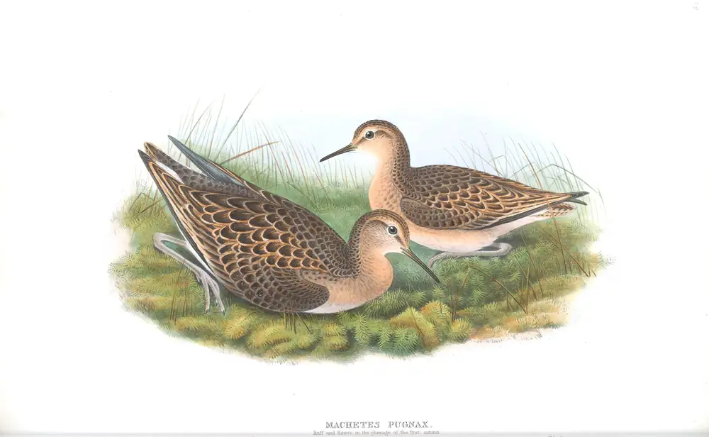 The whole sheet of volume IV, plate 62, with its engraved caption