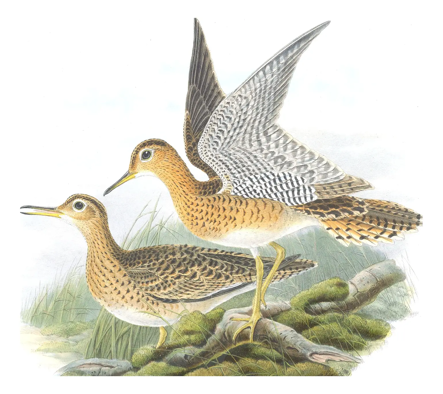 Volume IV, plate 63 of Gould's The Birds of Great Britain: Upland Sandpiper (Bartramia longicauda)