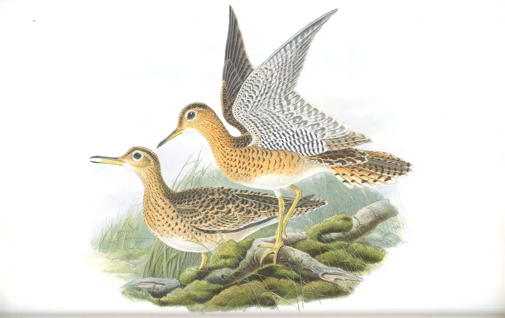 The whole sheet of volume IV, plate 63, with its engraved caption