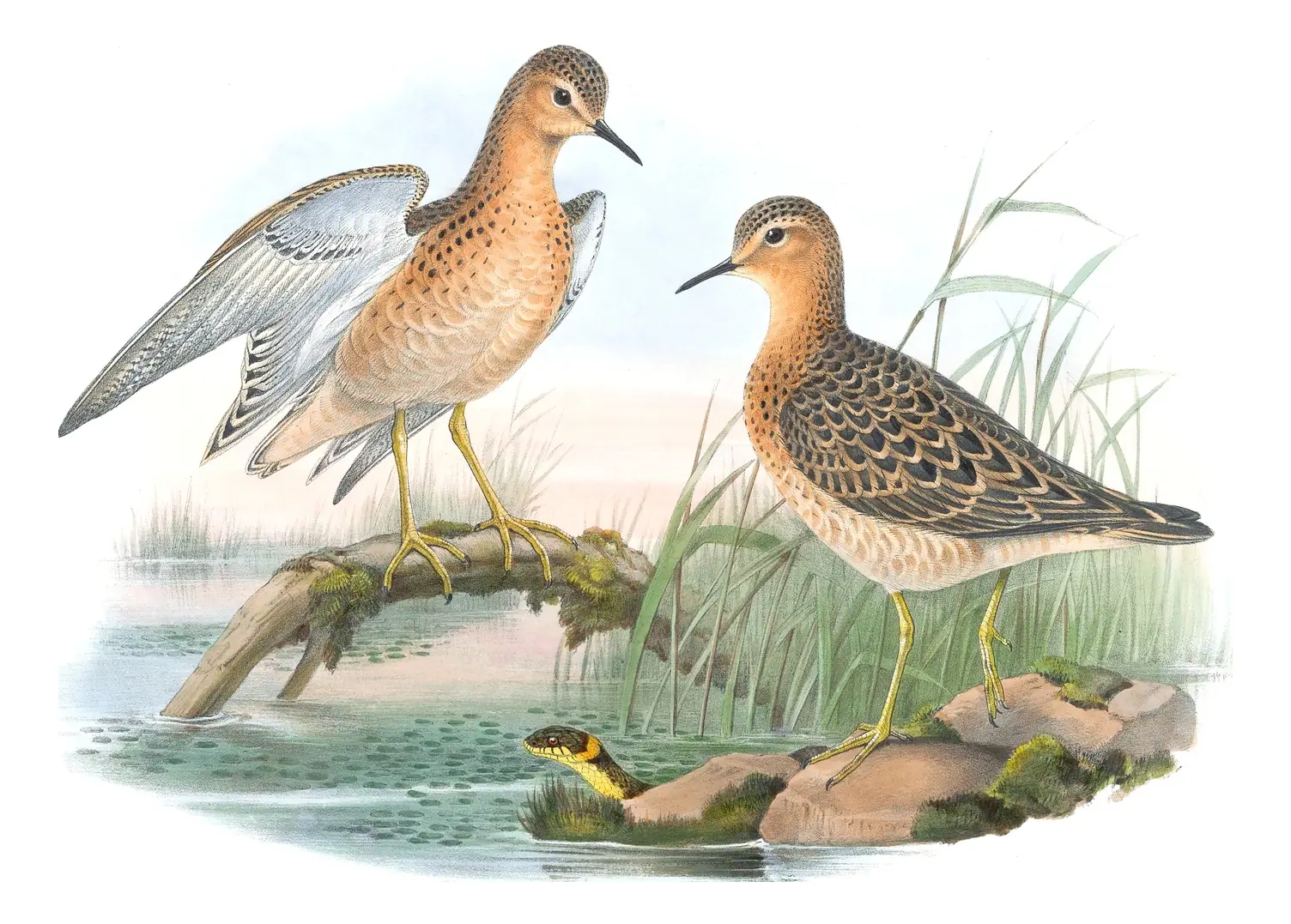 Volume IV, plate 64 of Gould's The Birds of Great Britain: Buff-breasted Sandpiper (Calidris subruficollis)