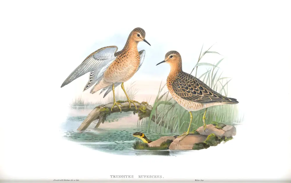 The whole sheet of volume IV, plate 64, with its engraved caption