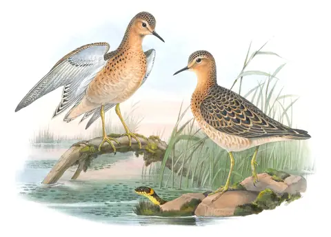 Volume IV, plate 64 of Gould's The Birds of Great Britain: Buff-breasted Sandpiper (Calidris subruficollis)