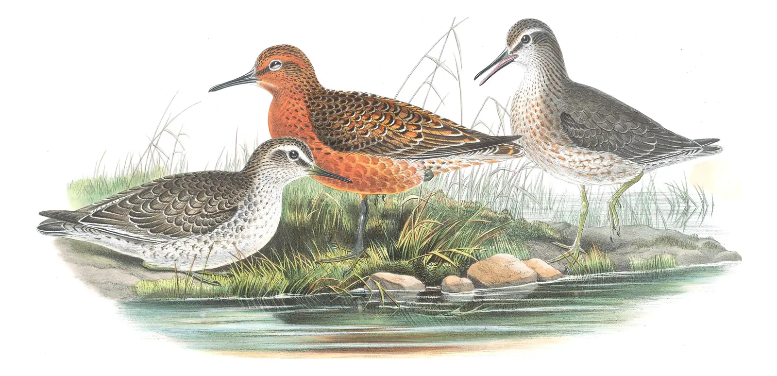 Volume IV, plate 65 of Gould's The Birds of Great Britain: Red Knot (Calidris canutus)