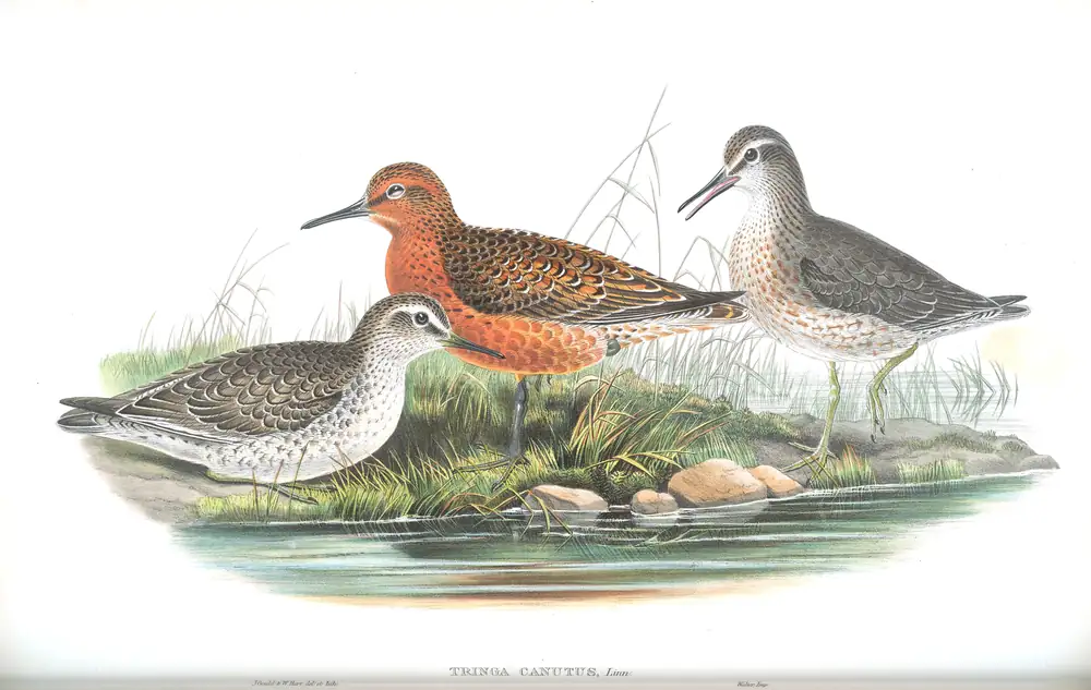 The whole sheet of volume IV, plate 65, with its engraved caption