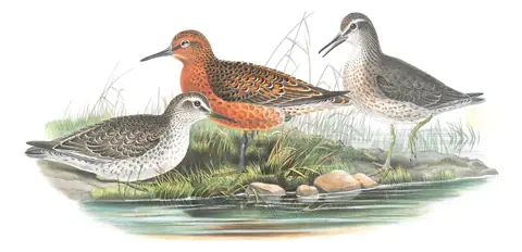 Volume IV, plate 65 of Gould's The Birds of Great Britain: Red Knot (Calidris canutus)