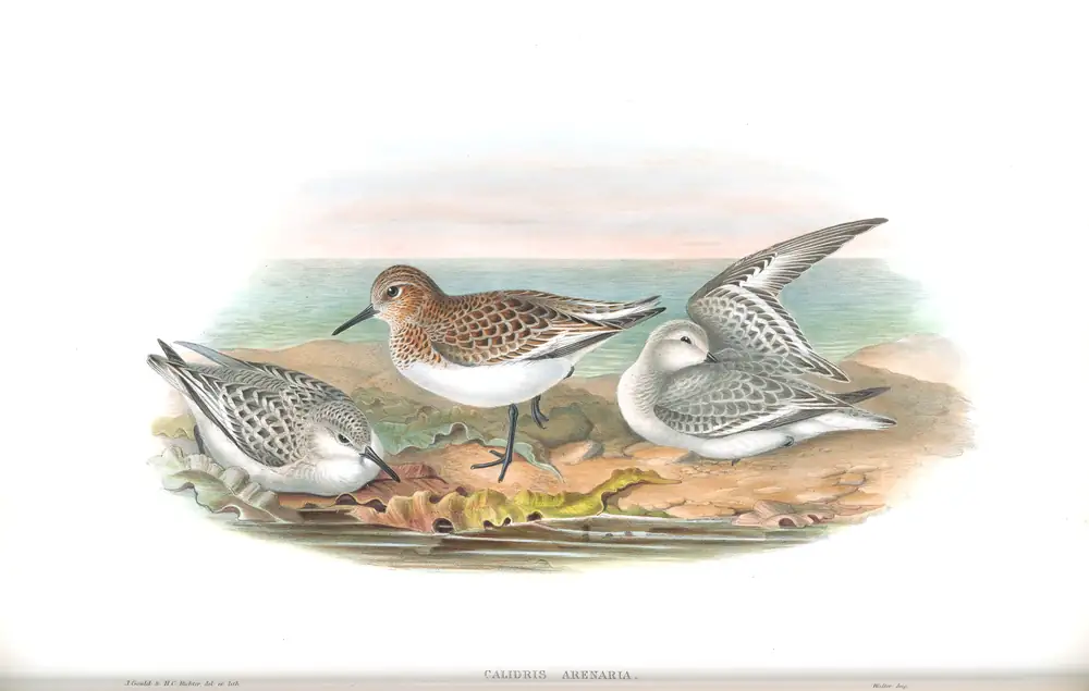 The whole sheet of volume IV, plate 66, with its engraved caption