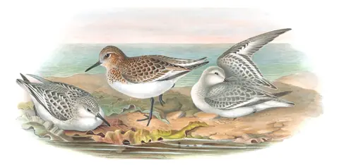 Volume IV, plate 66 of Gould's The Birds of Great Britain: Sanderling (Calidris alba)
