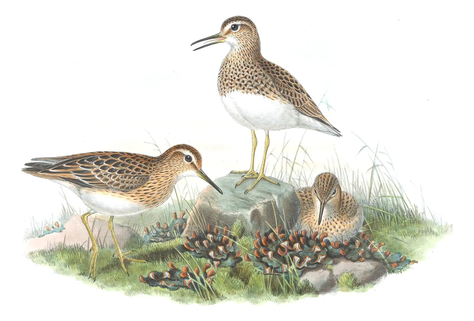 Volume IV, plate 67 of Gould's The Birds of Great Britain: Pectoral Sandpiper (Calidris melanotos)