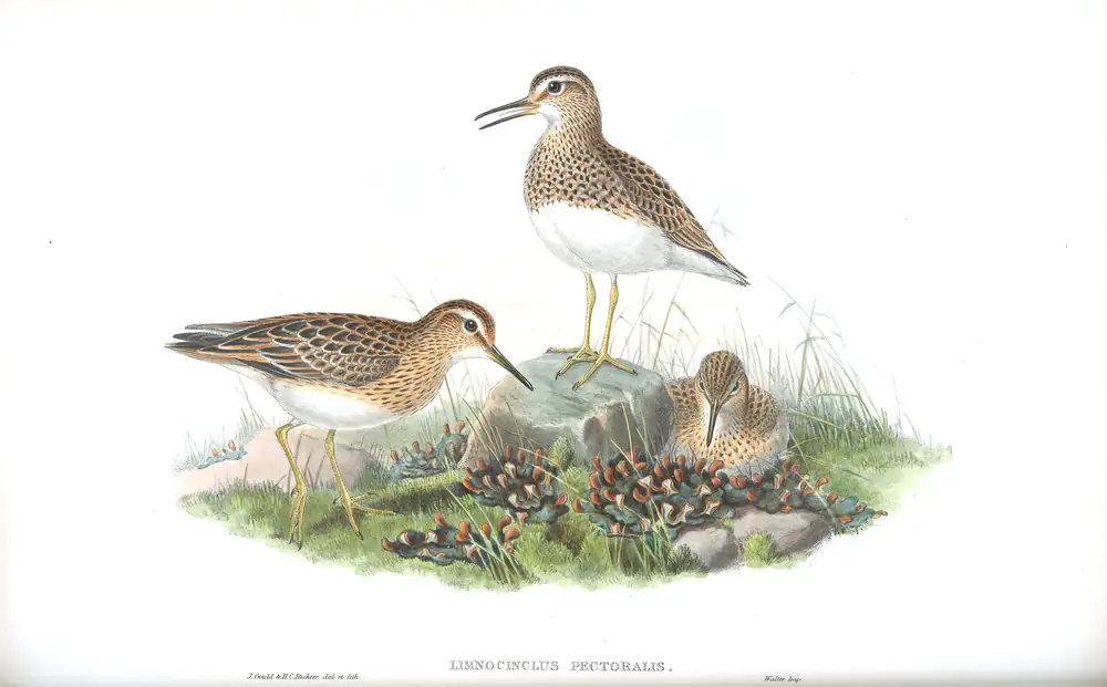 The whole sheet of volume IV, plate 67, with its engraved caption