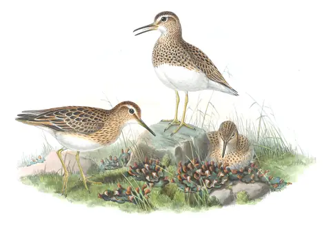 Volume IV, plate 67 of Gould's The Birds of Great Britain: Pectoral Sandpiper (Calidris melanotos)