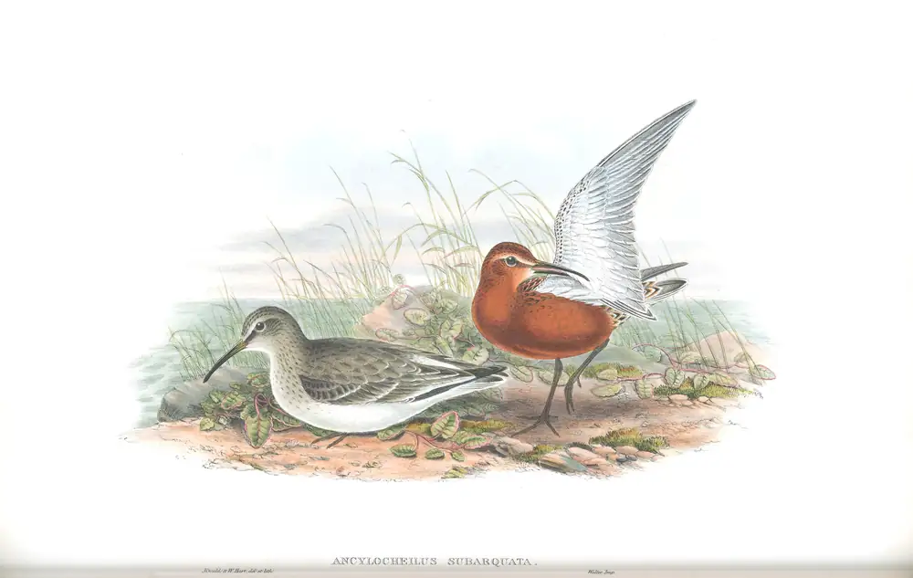 The whole sheet of volume IV, plate 68, with its engraved caption