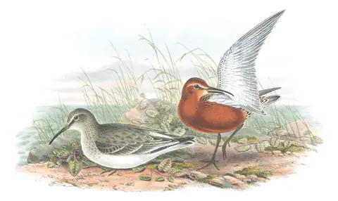 Volume IV, plate 68 of Gould's The Birds of Great Britain: Curlew Sandpiper (Calidris ferruginea)