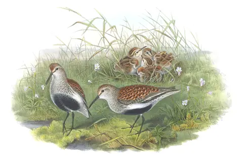 Volume IV, plate 69 of Gould's The Birds of Great Britain: Dunlin (Calidris alpina)