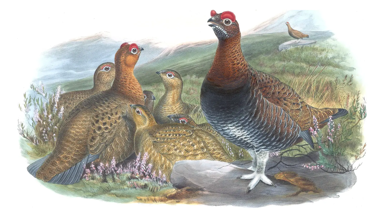 Volume IV, plate 7 of Gould's The Birds of Great Britain: Red Grouse (Lagopus scotica)