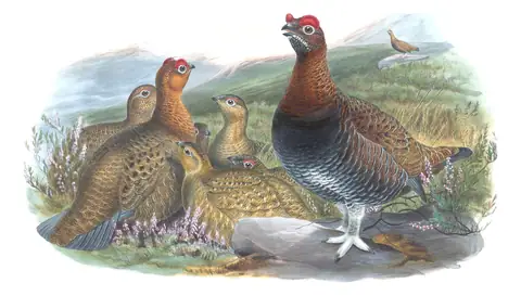 Volume IV, plate 7 of Gould's The Birds of Great Britain: Red Grouse (Lagopus scotica)
