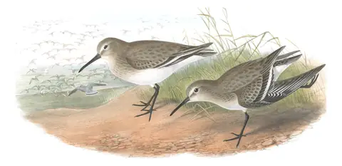 Volume IV, plate 70 of Gould's The Birds of Great Britain: Dunlin (Calidris alpina)