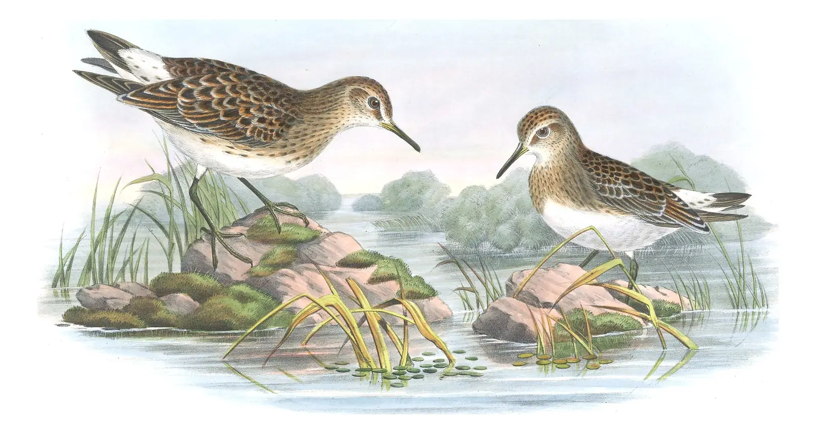 Volume IV, plate 71 of Gould's The Birds of Great Britain: White-rumped Sandpiper (Calidris fuscicollis)