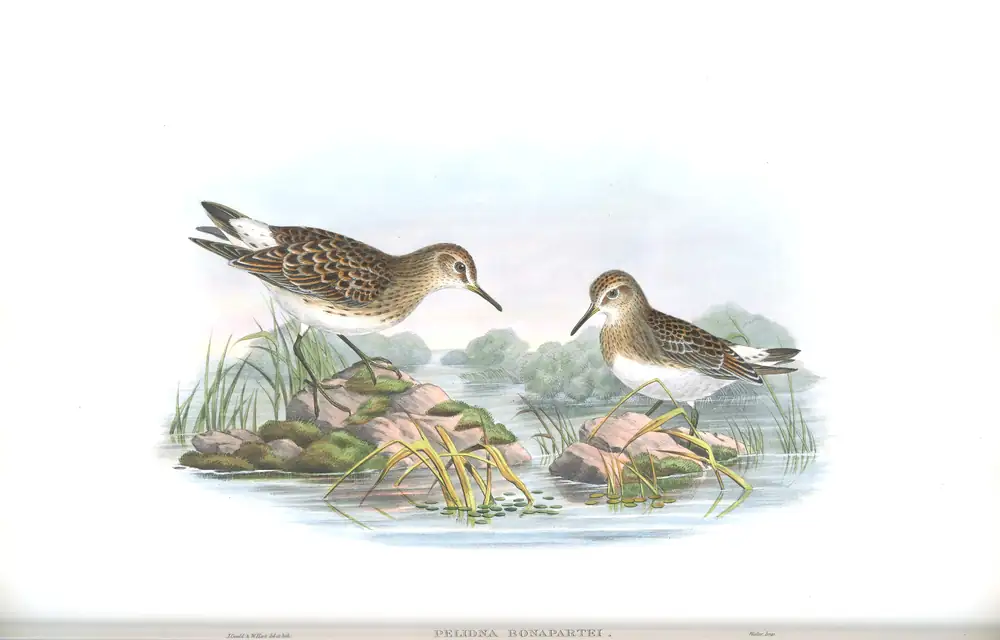 The whole sheet of volume IV, plate 71, with its engraved caption