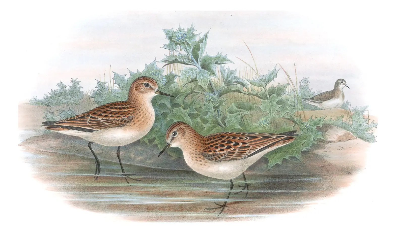 Volume IV, plate 72 of Gould's The Birds of Great Britain: Little Stint (Calidris minuta)