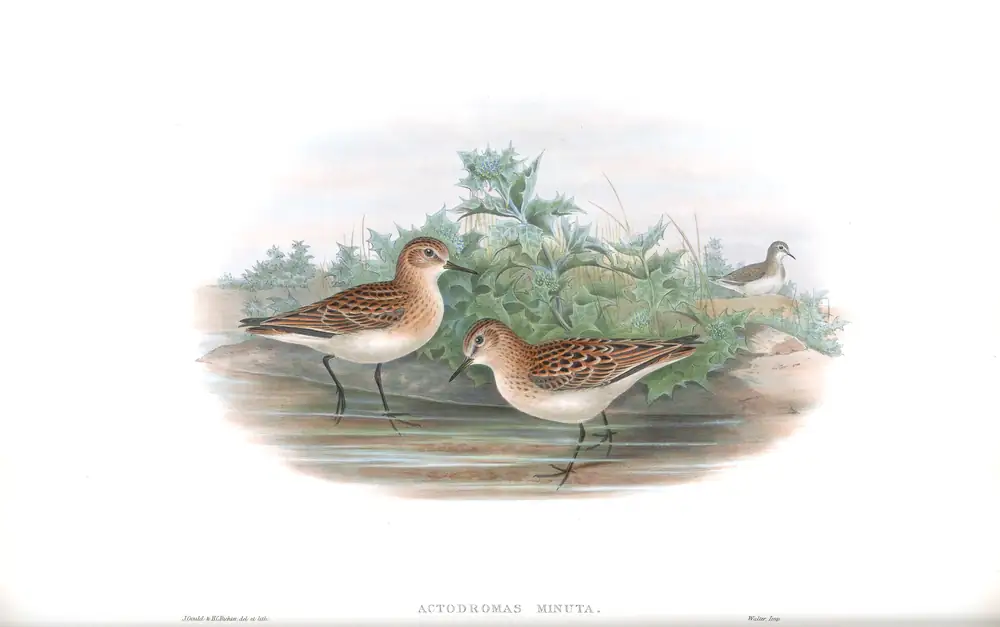 The whole sheet of volume IV, plate 72, with its engraved caption