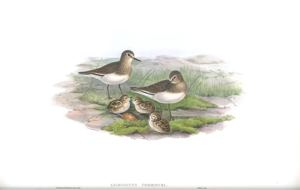 The whole sheet of volume IV, plate 73, with its engraved caption