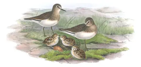 Volume IV, plate 73 of Gould's The Birds of Great Britain: Temminck's Stint (Calidris temminckii)