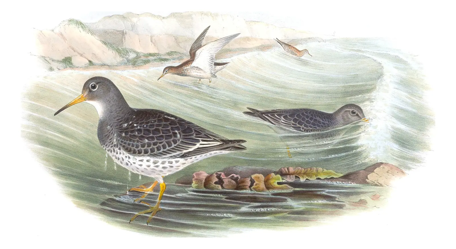 Volume IV, plate 74 of Gould's The Birds of Great Britain: Purple Sandpiper (Calidris maritima)